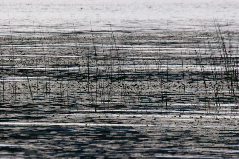 Reeds In Lake Sammamish